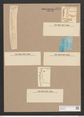Gomphonema insigne Greg. (de-Toni-Nr.: Genus 37, Species 1742) Zeichnungen Sammlung Grunow Nr. 3451 (NHMW-BOT-W0370996)